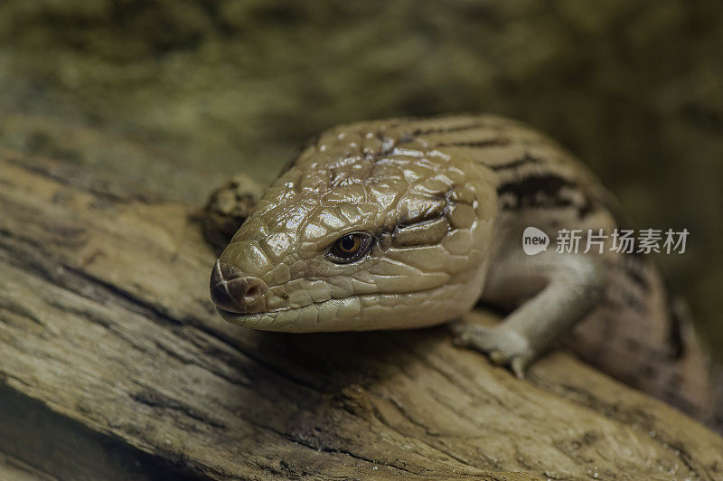 蓝舌石龙子(Tiliqua scincoides)是蓝舌蜥蜴(Scincidae Tiliqua)中最大和最重的。它们原产于澳大利亚，几乎只在北部地区发现。